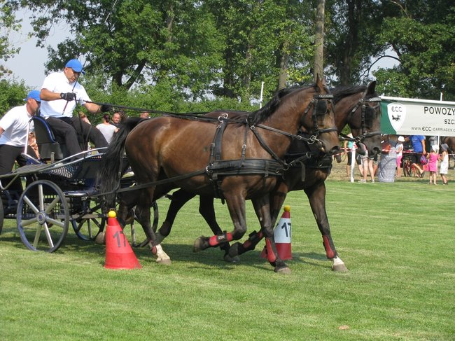 Konne zmagania w pełnym słońcu - zdjęcia