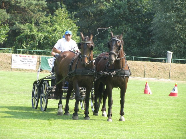 Konne zmagania w pełnym słońcu - zdjęcia