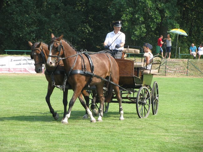 Konne zmagania w pełnym słońcu - zdjęcia