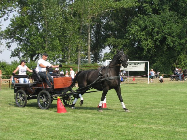 Konne zmagania w pełnym słońcu - zdjęcia