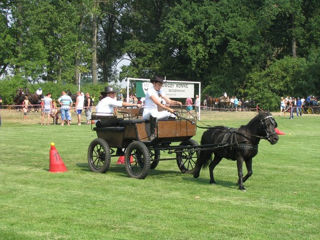 Konne zmagania w pełnym słońcu - zdjęcia