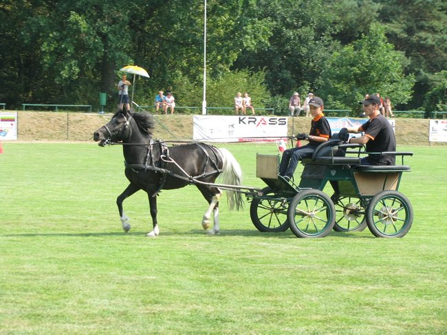 Konne zmagania w pełnym słońcu - zdjęcia
