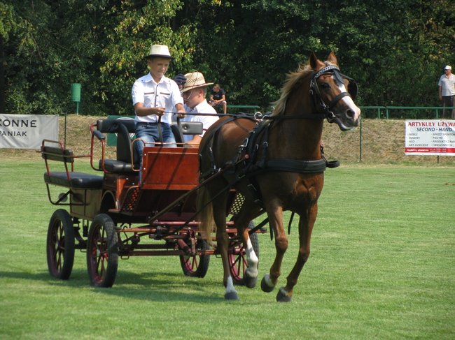 Konne zmagania w pełnym słońcu - zdjęcia