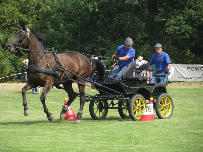 Konne zmagania w pełnym słońcu - zdjęcia