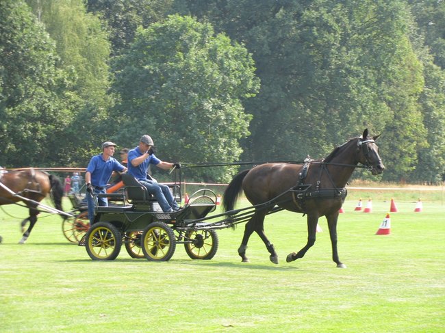 Konne zmagania w pełnym słońcu - zdjęcia
