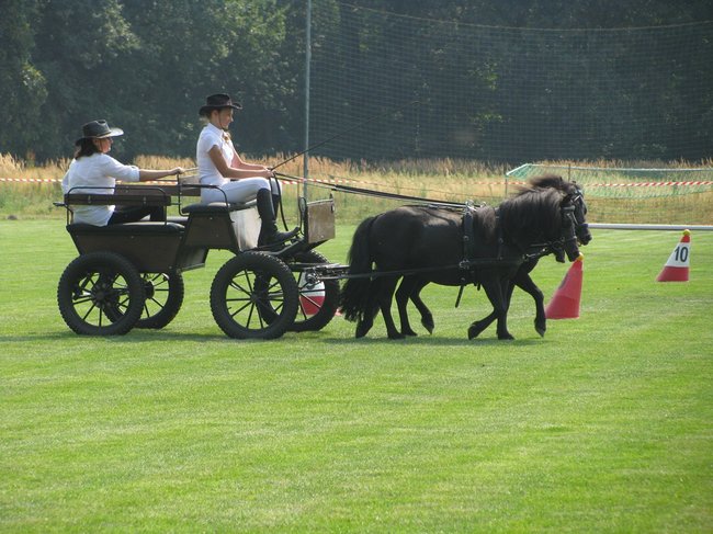 Konne zmagania w pełnym słońcu - zdjęcia