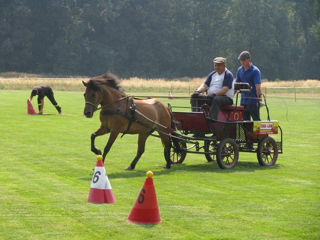 Konne zmagania w pełnym słońcu - zdjęcia