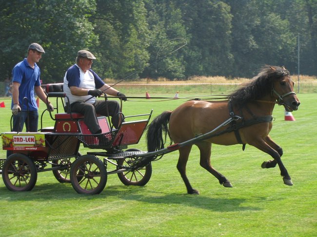 Konne zmagania w pełnym słońcu - zdjęcia