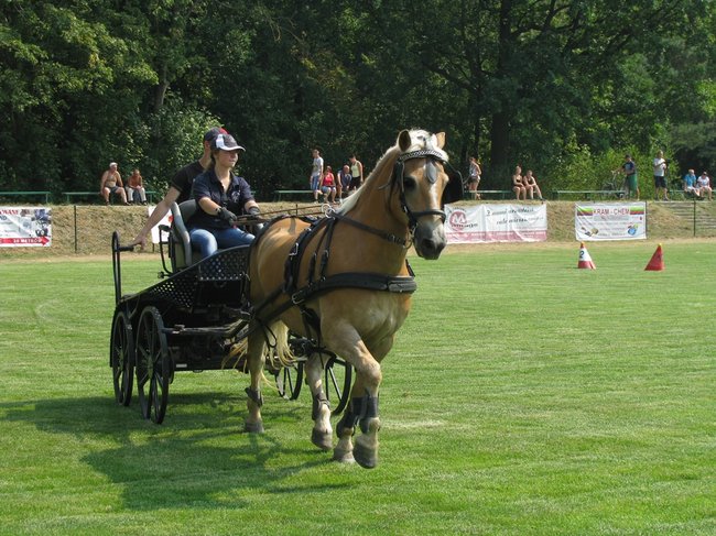 Konne zmagania w pełnym słońcu - zdjęcia