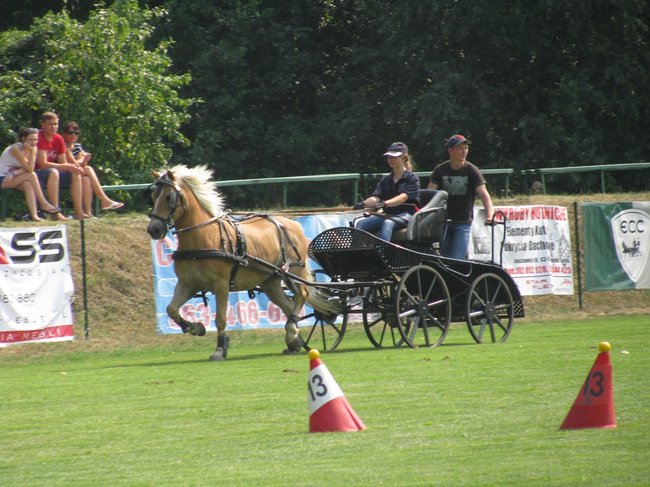 Konne zmagania w pełnym słońcu - zdjęcia