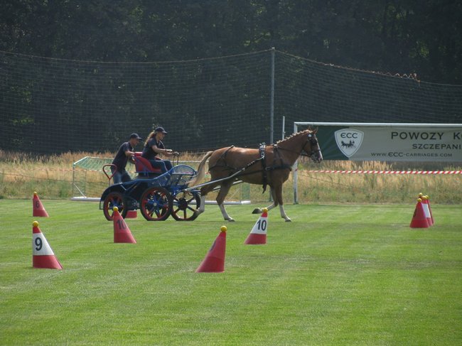 Konne zmagania w pełnym słońcu - zdjęcia