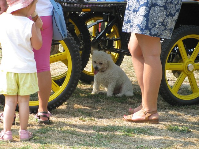 Konne zmagania w pełnym słońcu - zdjęcia