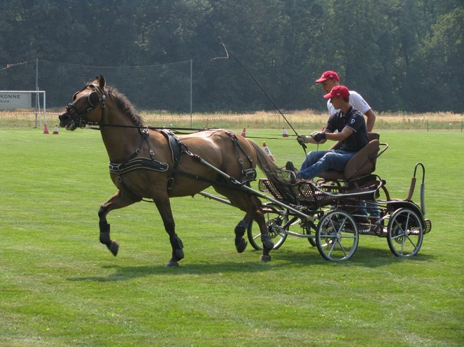 Konne zmagania w pełnym słońcu - zdjęcia