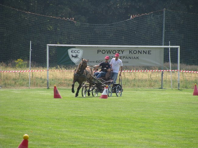 Konne zmagania w pełnym słońcu - zdjęcia