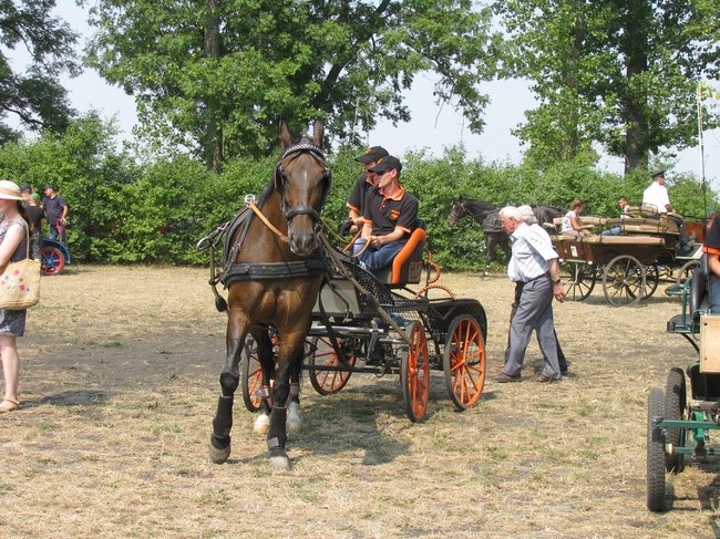 Konne zmagania w pełnym słońcu - zdjęcia
