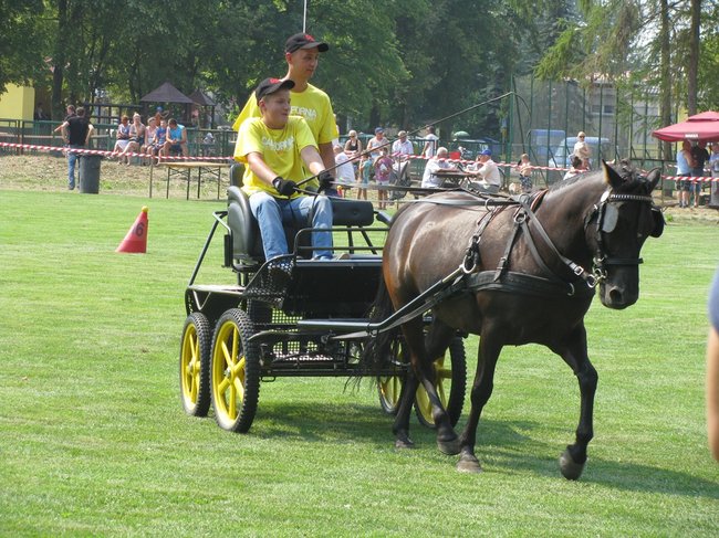 Konne zmagania w pełnym słońcu - zdjęcia
