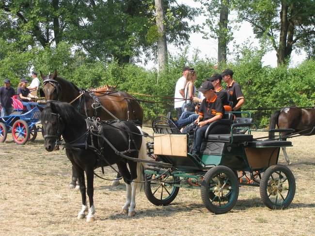 Konne zmagania w pełnym słońcu - zdjęcia