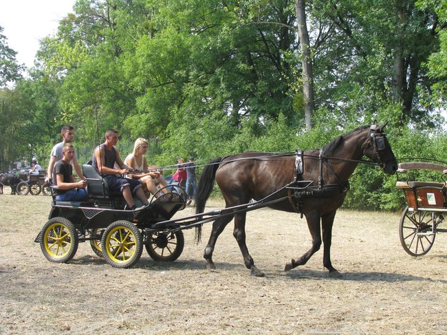 Konne zmagania w pełnym słońcu - zdjęcia