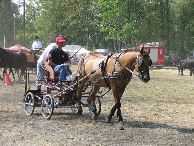 Konne zmagania w pełnym słońcu - zdjęcia
