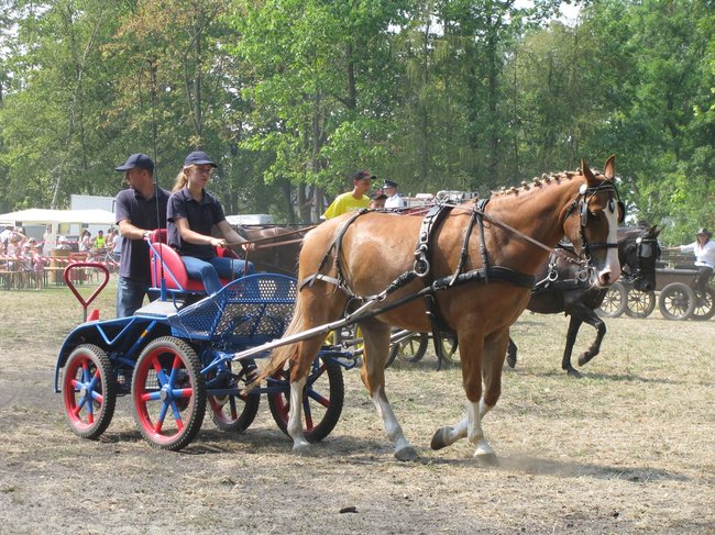 Konne zmagania w pełnym słońcu - zdjęcia