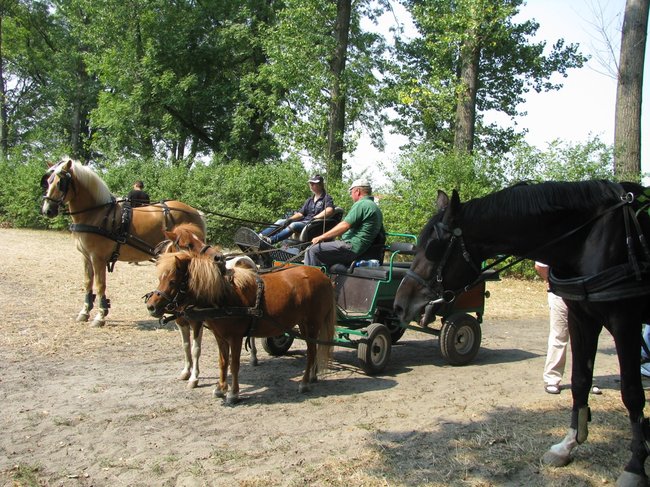 Konne zmagania w pełnym słońcu - zdjęcia