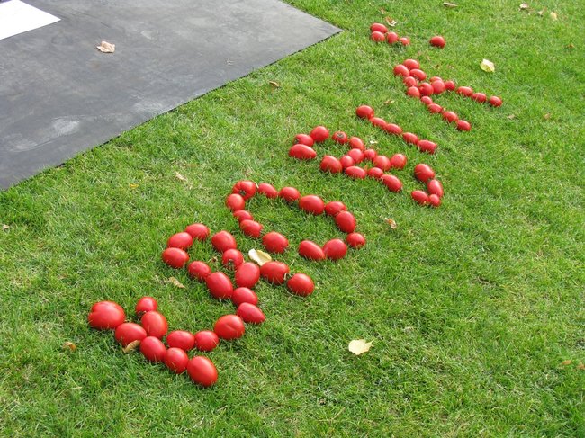 Fortuna toczyła się... pomidorem - zdjęcia