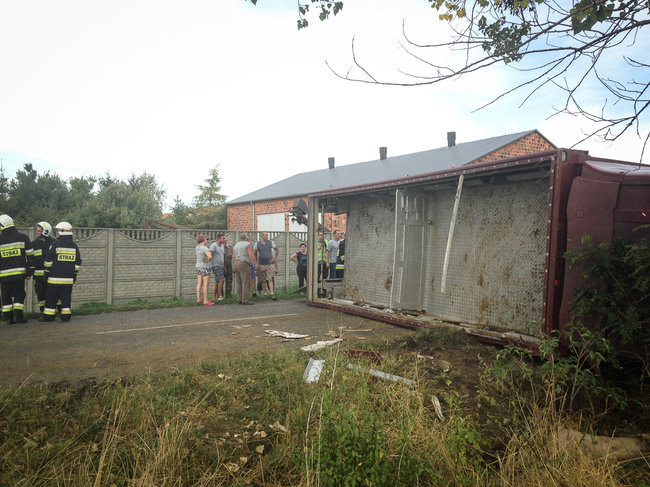 Świnie biegały po całej drodze - zdjęcia