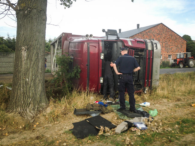 Świnie biegały po całej drodze - zdjęcia