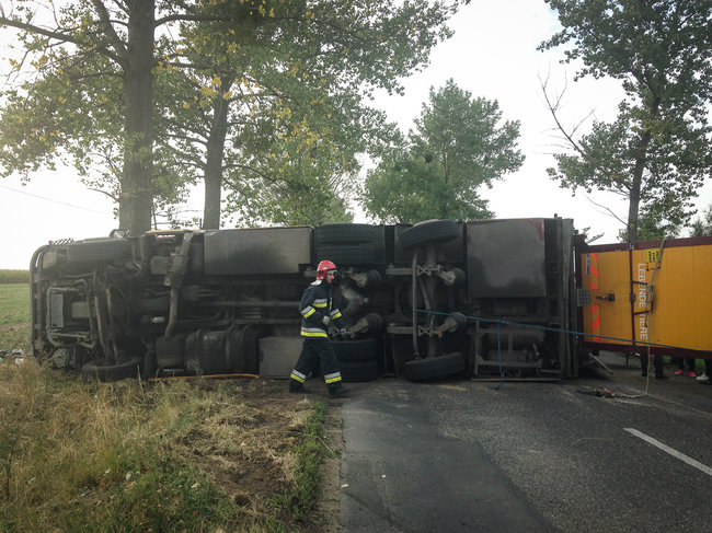 Świnie biegały po całej drodze - zdjęcia