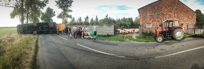 Świnie biegały po całej drodze - zdjęcia