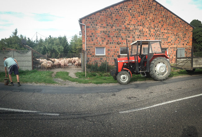 Świnie biegały po całej drodze - zdjęcia