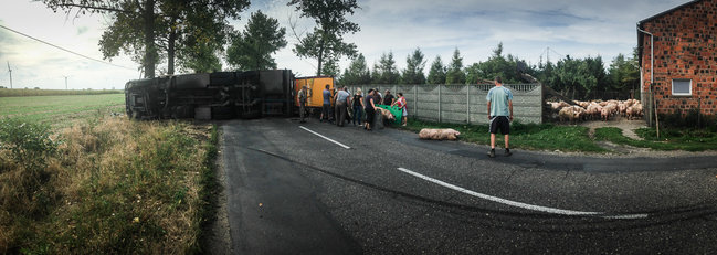 Świnie biegały po całej drodze - zdjęcia