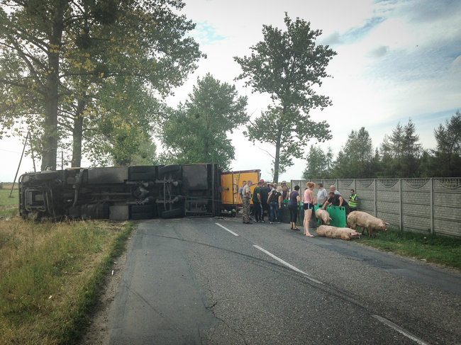 Świnie biegały po całej drodze - zdjęcia