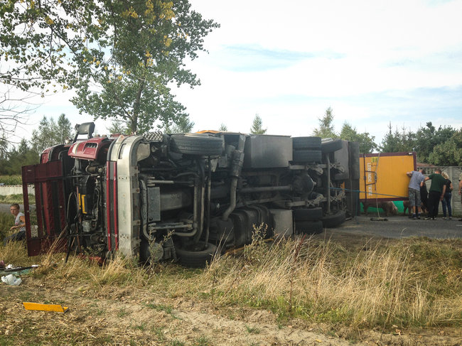 Świnie biegały po całej drodze - zdjęcia