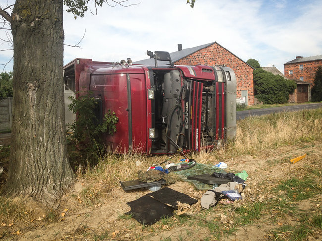 Świnie biegały po całej drodze - zdjęcia