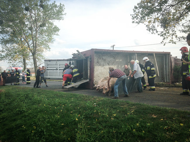 Świnie biegały po całej drodze - zdjęcia