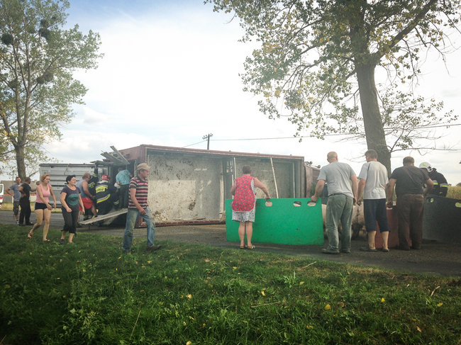 Świnie biegały po całej drodze - zdjęcia