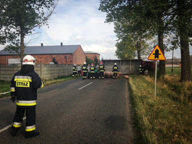 Świnie biegały po całej drodze - zdjęcia