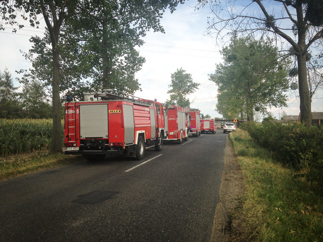 Świnie biegały po całej drodze - zdjęcia