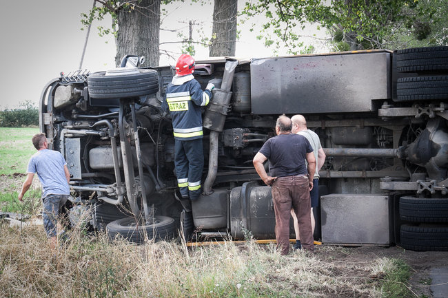 Świnie biegały po całej drodze - zdjęcia