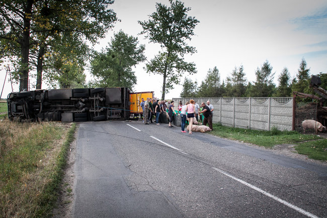 Świnie biegały po całej drodze - zdjęcia