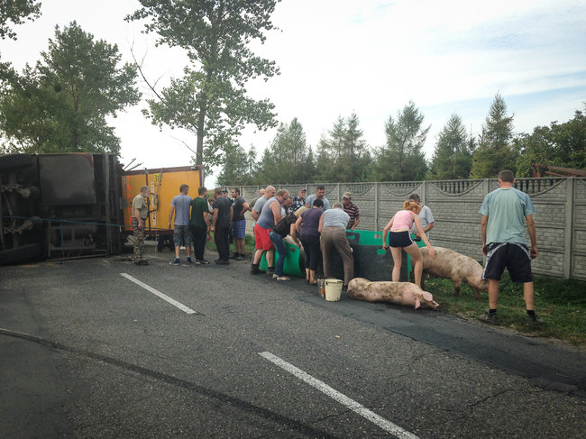 Świnie biegały po całej drodze - zdjęcia