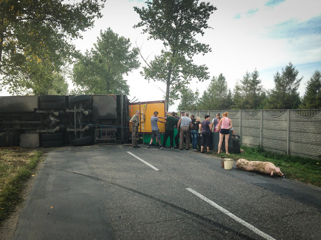 Świnie biegały po całej drodze - zdjęcia