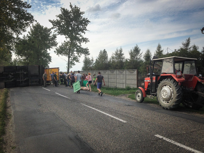 Świnie biegały po całej drodze - zdjęcia