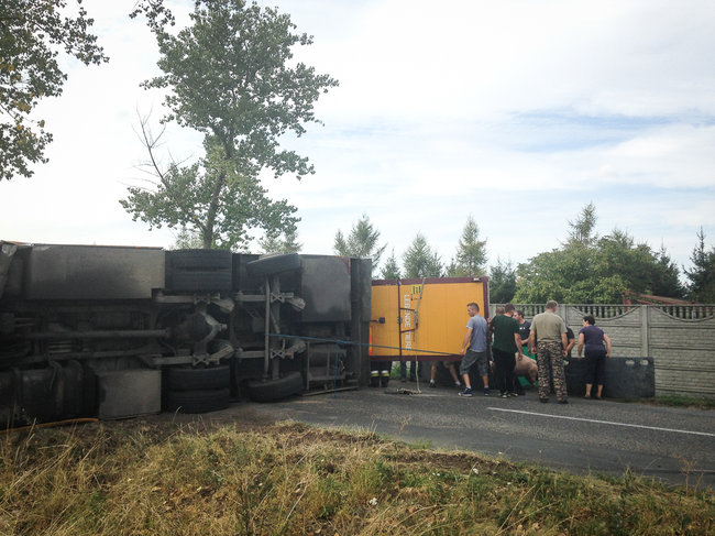 Świnie biegały po całej drodze - zdjęcia