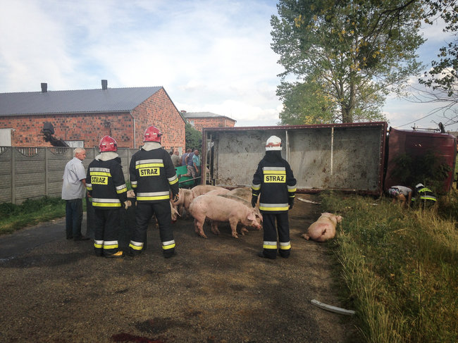 Świnie biegały po całej drodze - zdjęcia