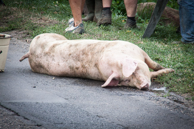 Świnie biegały po całej drodze - zdjęcia
