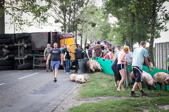 Świnie biegały po całej drodze - zdjęcia