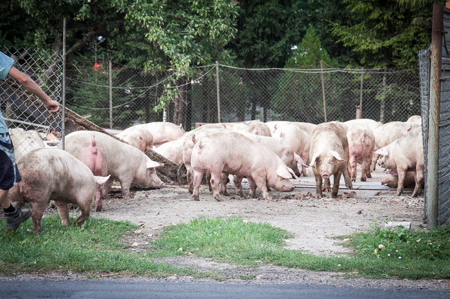 Świnie biegały po całej drodze - zdjęcia