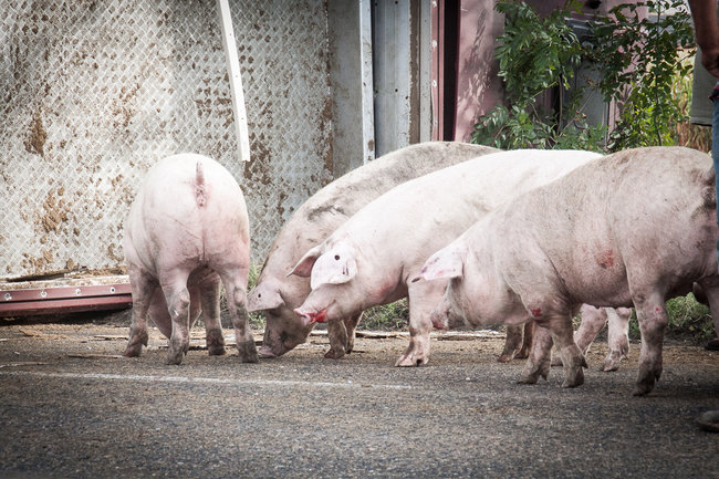 Świnie biegały po całej drodze - zdjęcia